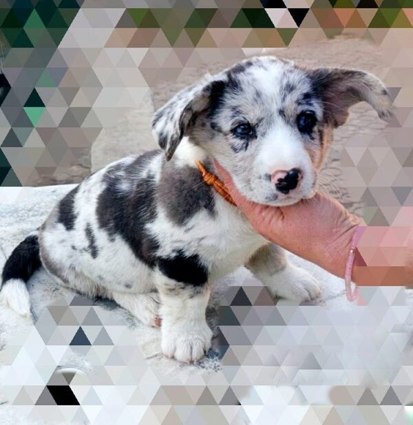 Samira Welsh Corgi