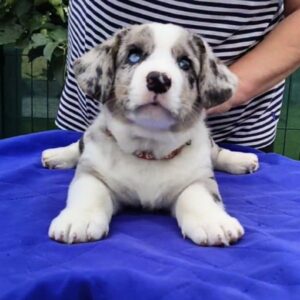Samuel Welsh Corgi