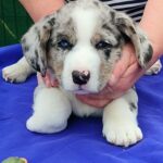 Samuel-male-Welsh-Corgi-puppy-for-sale-2