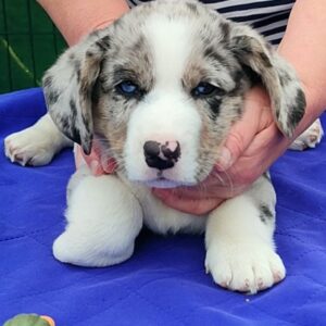 Samuel Welsh Corgi