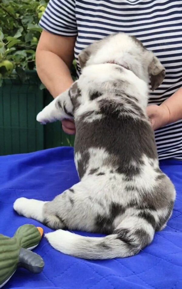 Samuel Welsh Corgi