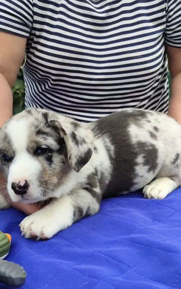 Samuel Welsh Corgi