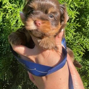 Samuel Yorkshire Terrier