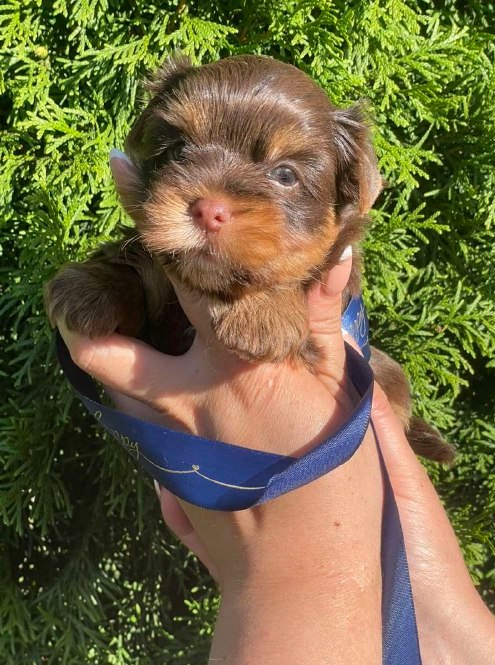 Samuel Yorkshire Terrier