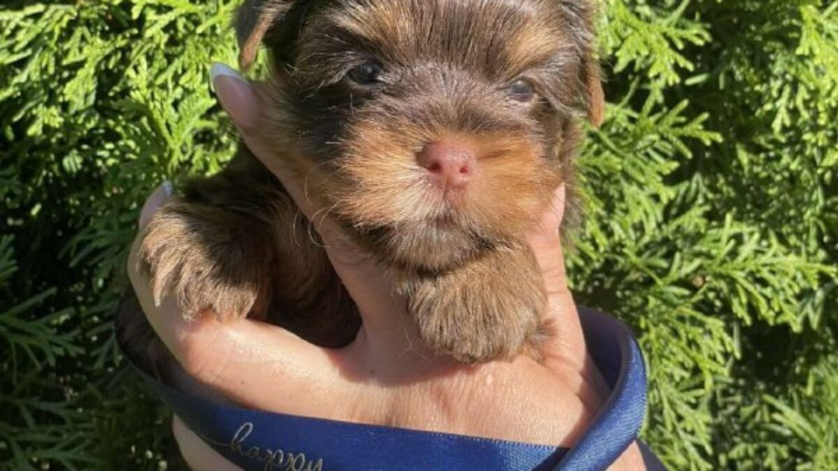 Yorkshire Terrier Cheap Puppies For Sale Near Me By Owner Ckc