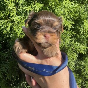 Samuel Yorkshire Terrier