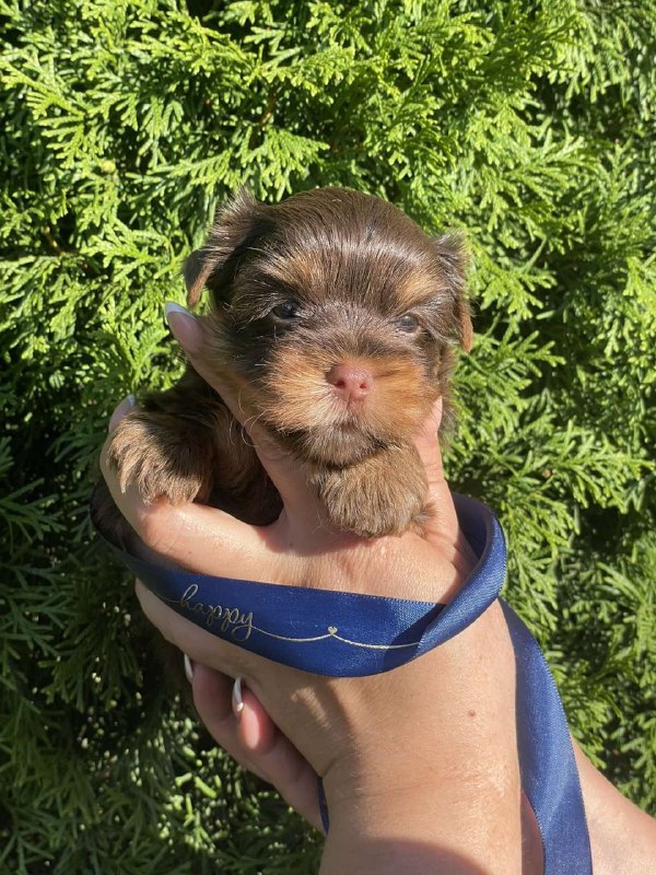 Samuel Yorkshire Terrier