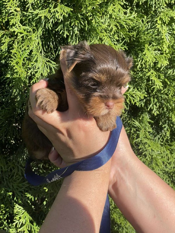 Samuel Yorkshire Terrier
