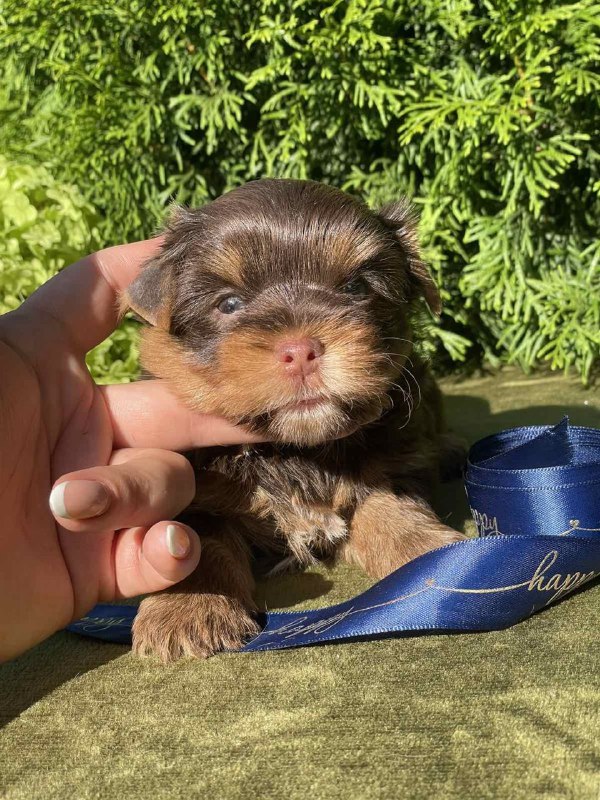 Samuel Yorkshire Terrier