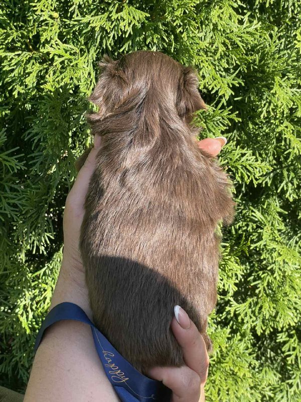 Samuel Yorkshire Terrier