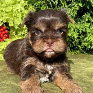 Sarick Yorkshire Terrier
