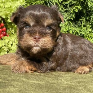 Sarick Yorkshire Terrier