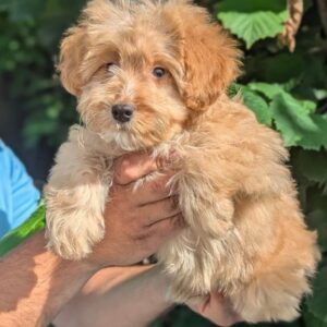 Sars Maltipoo