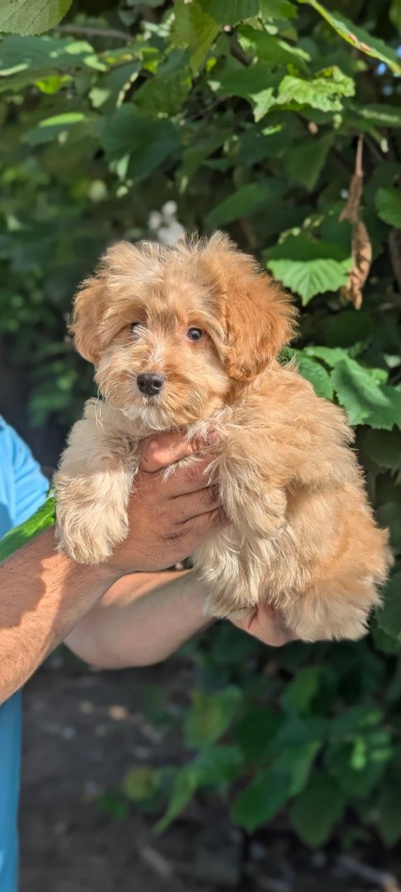 Sars Maltipoo
