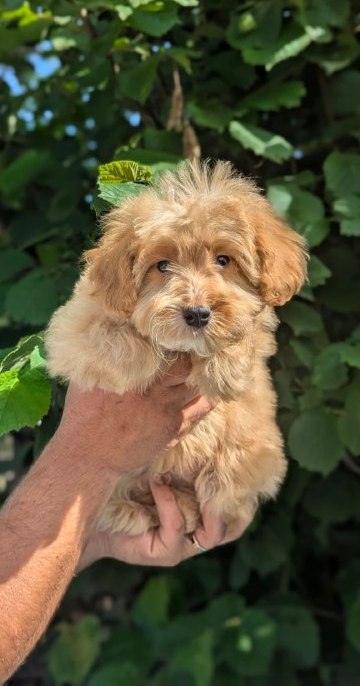 Sars Maltipoo