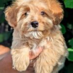 Sars-male-Maltipoo-puppy-for sale-3