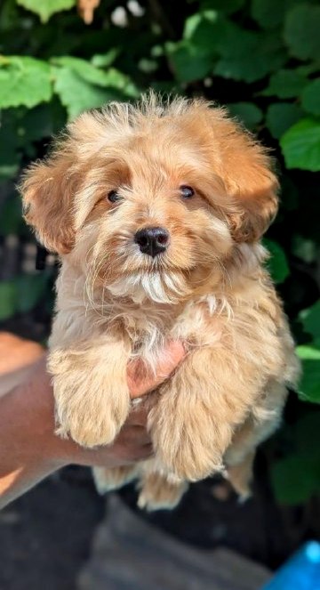 Sars Maltipoo