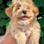 Sam Maltipoo