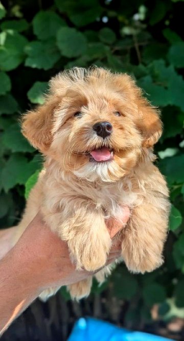 Sars Maltipoo