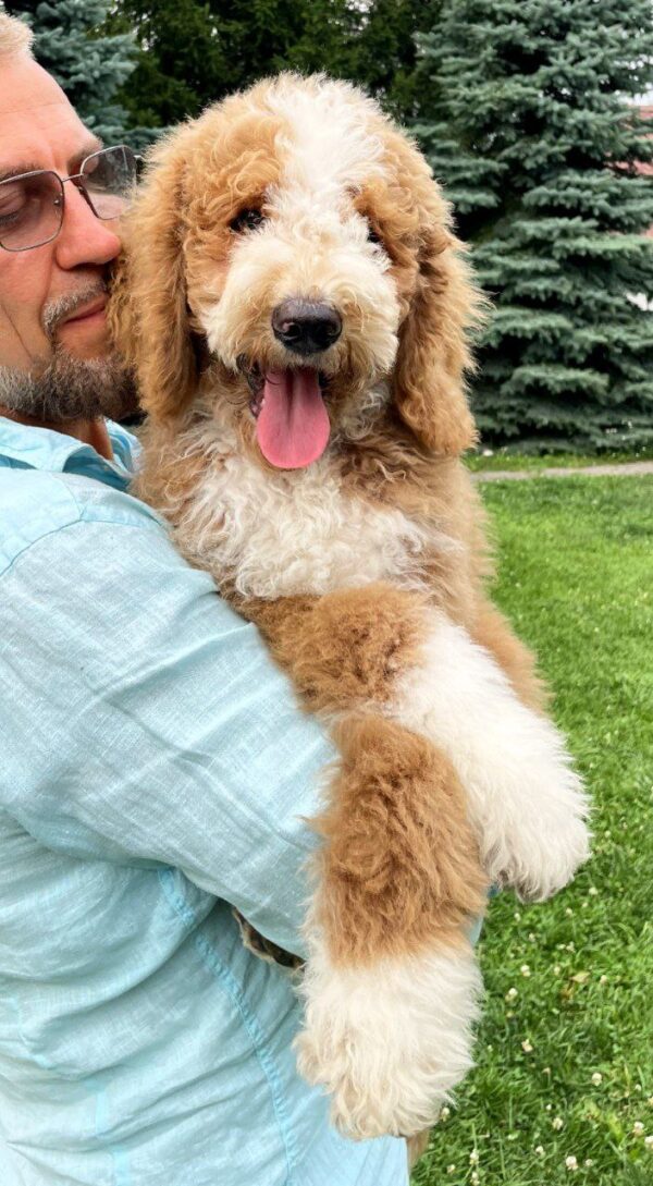 Sherlock Giant Poodle
