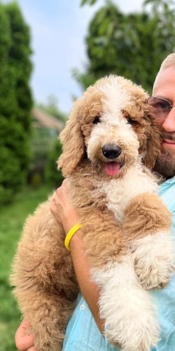 Sherlock Giant Poodle