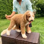 Bax Giant Poodle
