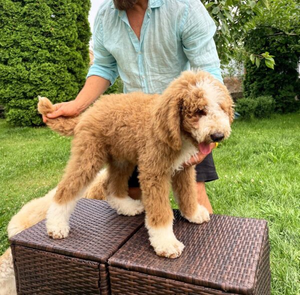 Sherlock Giant Poodle