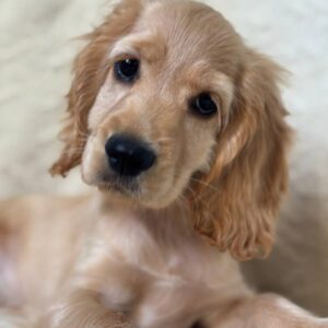 Sierra English Cocker Spaniel