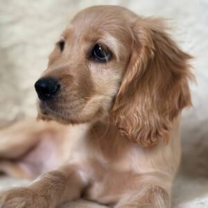 Sierra English Cocker Spaniel