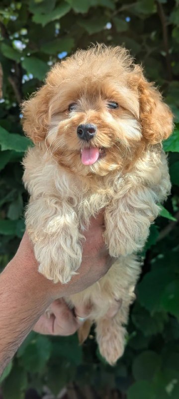 Sierra Maltipoo