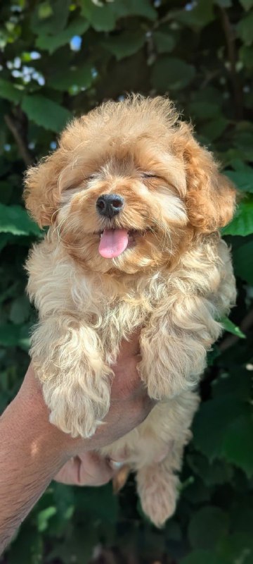 Sierra Maltipoo