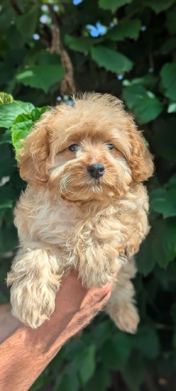 Sierra Maltipoo