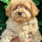 Dixon Maltipoo