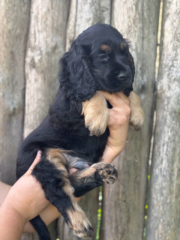 Snoop English Cocker Spaniel