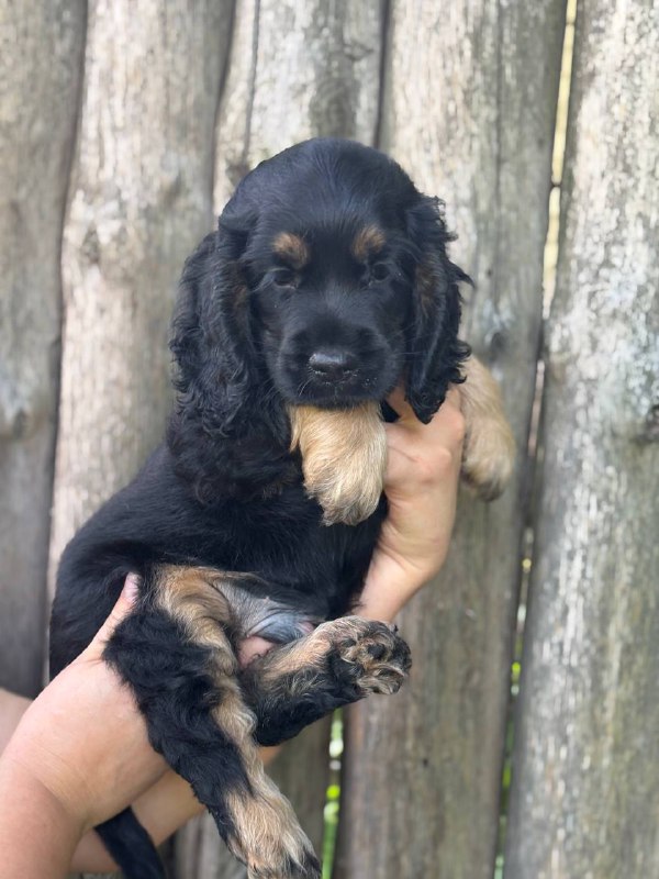 Snoop English Cocker Spaniel