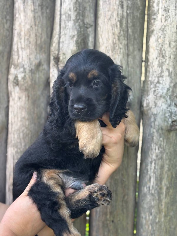 Snoop English Cocker Spaniel