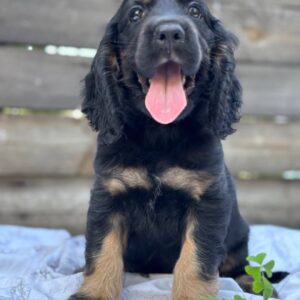 Snoop English Cocker Spaniel