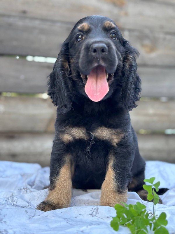 Snoop English Cocker Spaniel
