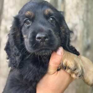 Snoop English Cocker Spaniel