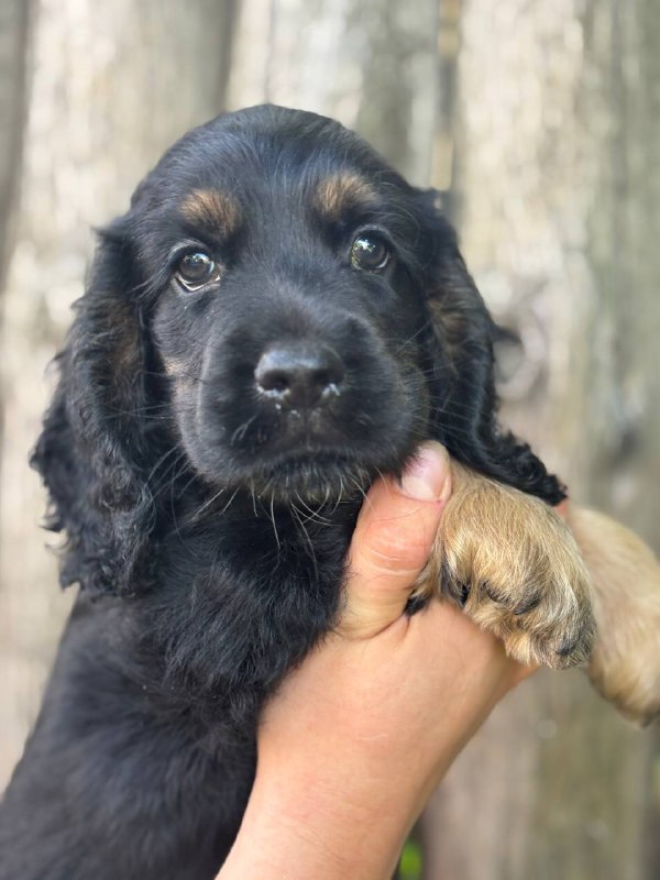 Snoop English Cocker Spaniel
