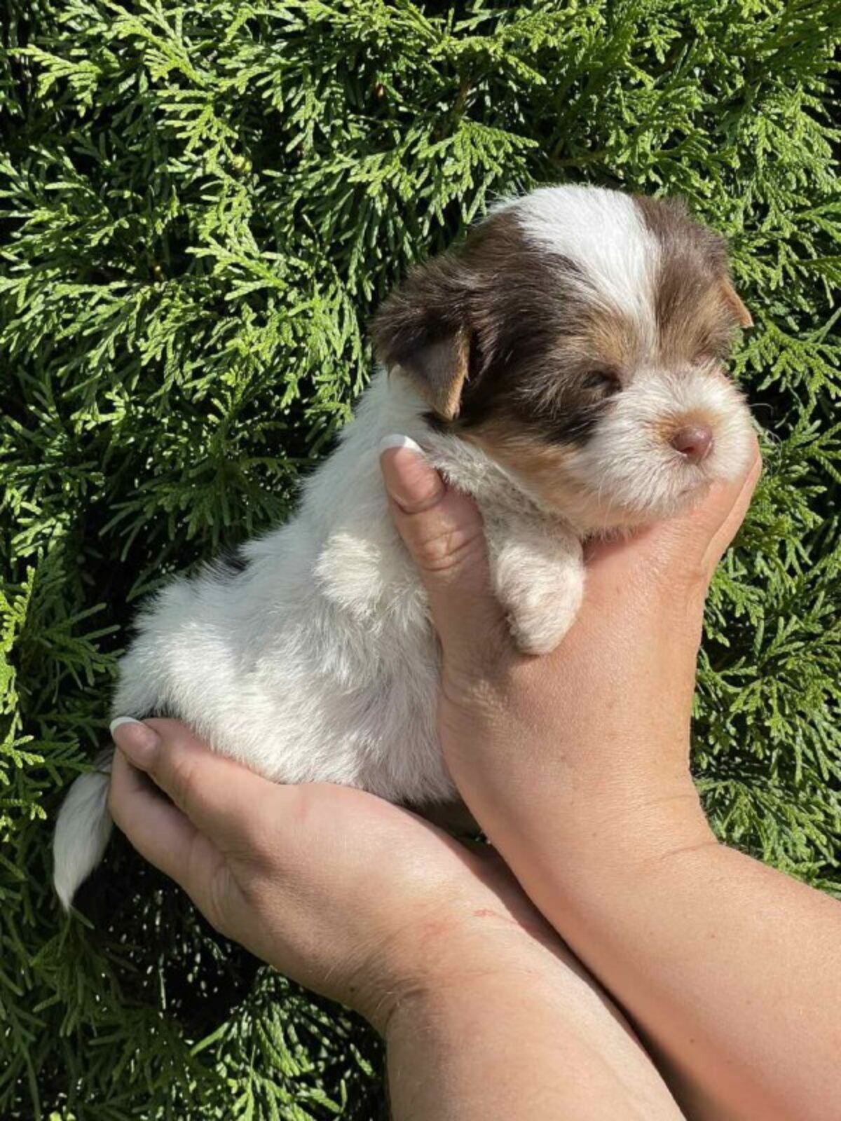 Yorkie Mix Chi Chon Puppies For Sale Yorkie Poo Puppies Adorable
