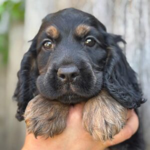 Spike English Cocker Spaniel