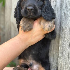 Spike English Cocker Spaniel