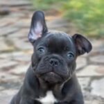 Sugar male French Bulldog puppy for sale