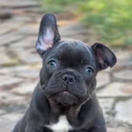 Sugar French Bulldog