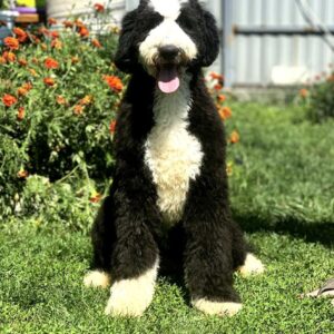 Sultan Labradoodle