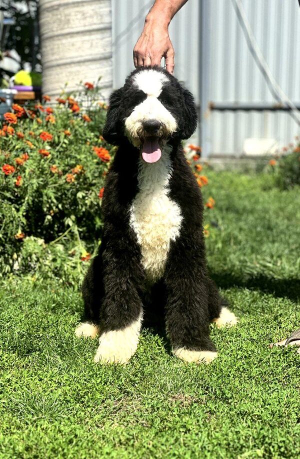 Sultan Labradoodle