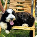 Zafira Labradoodle