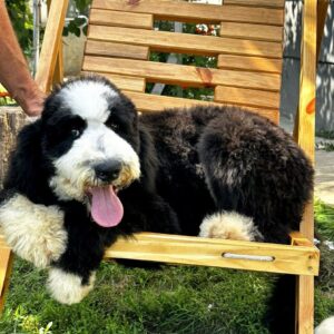 Sultan Labradoodle