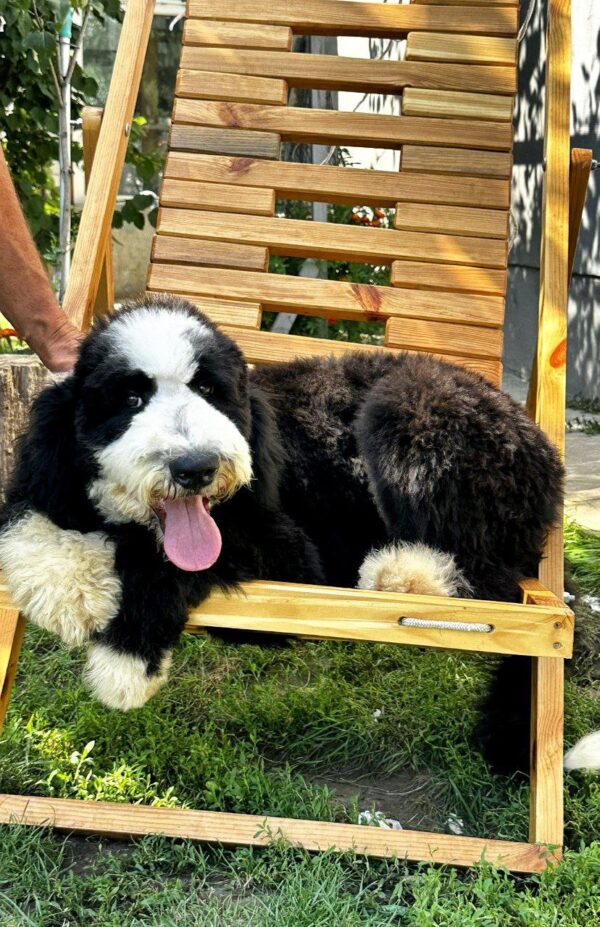 Sultan Labradoodle